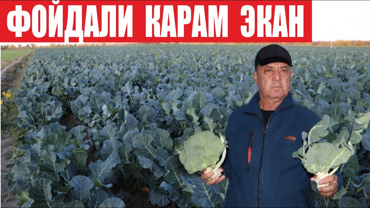 Брокколи даромадли ва фойдали карам экан (Broccoli-Sakata)