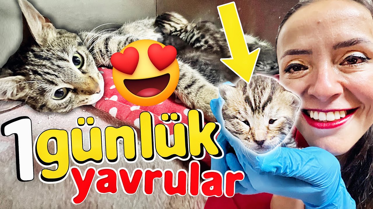 EĞLENCE'ye DOYACAKSINIZ 😍 Yeni Doğmuş Yavrulara Doyamadık #Komşudayız - VetMen