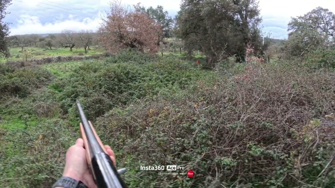 Caccia al cinghiale col cane da ferma  18/01/26.questa volta ti è andata bene 