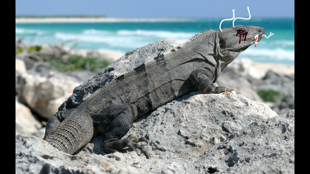 dark iguana sound