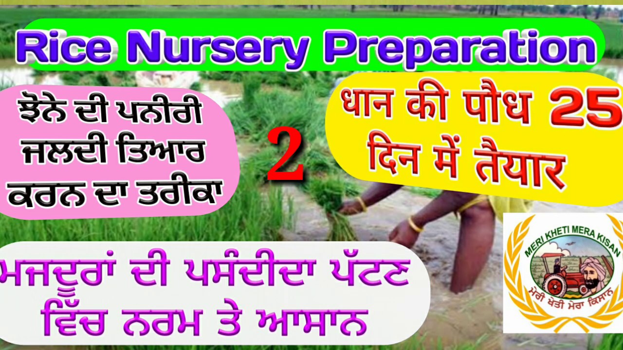 Paddy Nursery Sowing (ਝੋਨੇ ਦੀ ਪਨੀਰੀ ਜਲਦੀ ਤਿਆਰ ਕਰਨ ਲਈ ਇਹ ਕੰਮ ਕਰੋ) Shergill Markhai