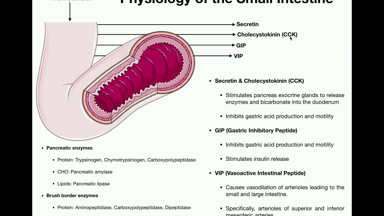 Anatomy and Physiology of the Small Intestine