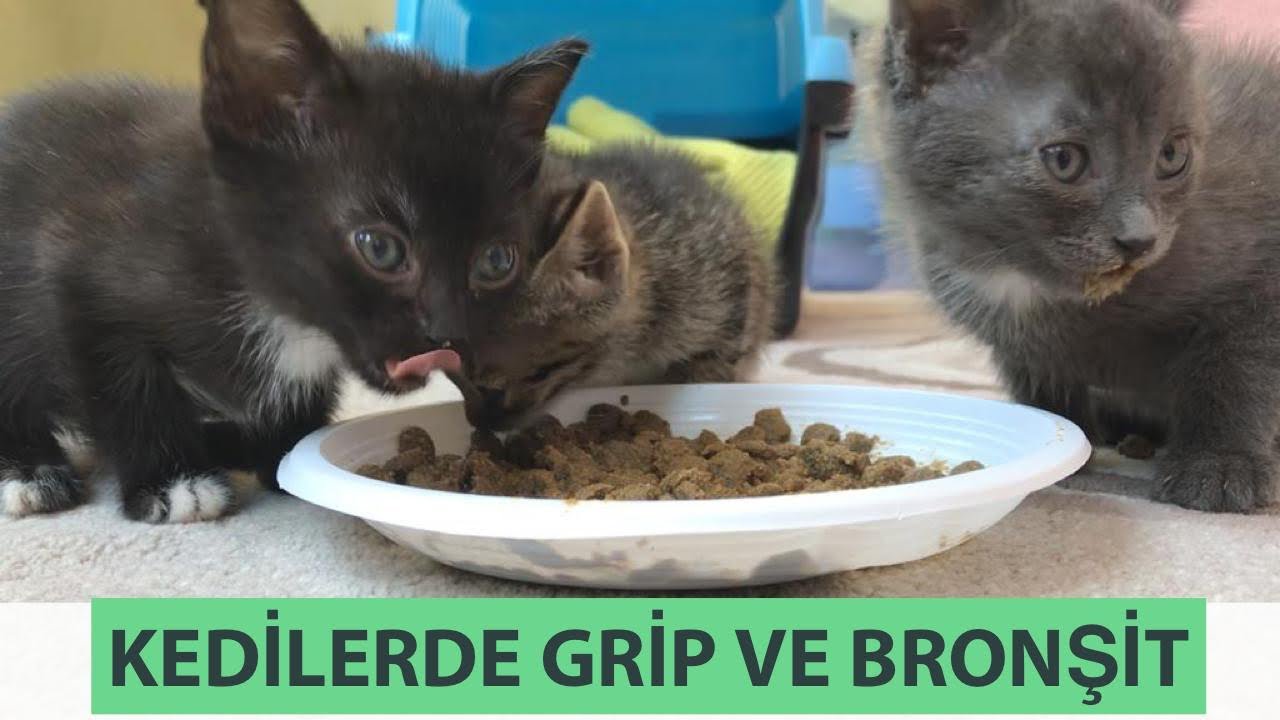 KEDİLERDE GRİP VE BRONŞİT TEDAVİSİ, İ&Ccedil; PARAZİT İ&Ccedil;İN NE YAPTIK.