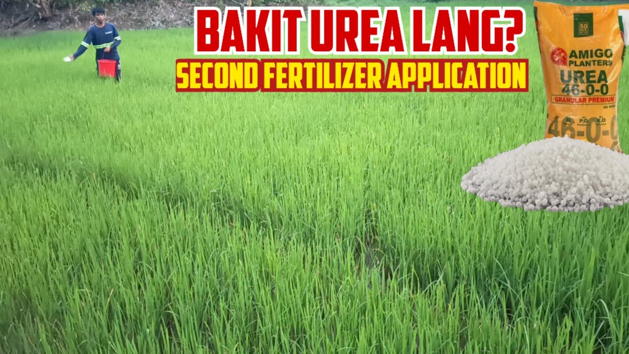 Bakit UREA at Hindi triple 14 sa 2nd Abono ng Palay |Right TIMING, DAMI at URI ng ABONO sa 36-40 DAS