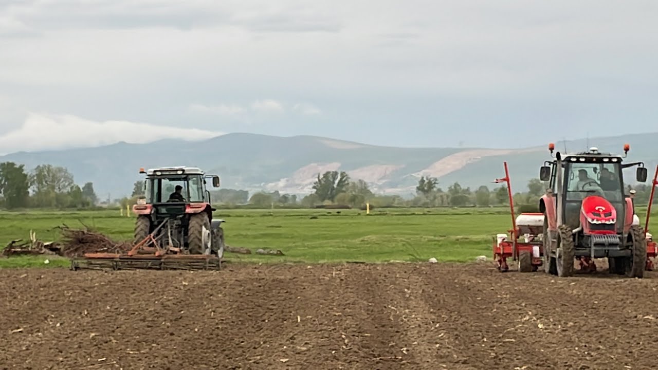 2635 MASSEY FERGUSON // MISIR HAZIRLIĞI DÜZ 2 İLE DEVAM part1