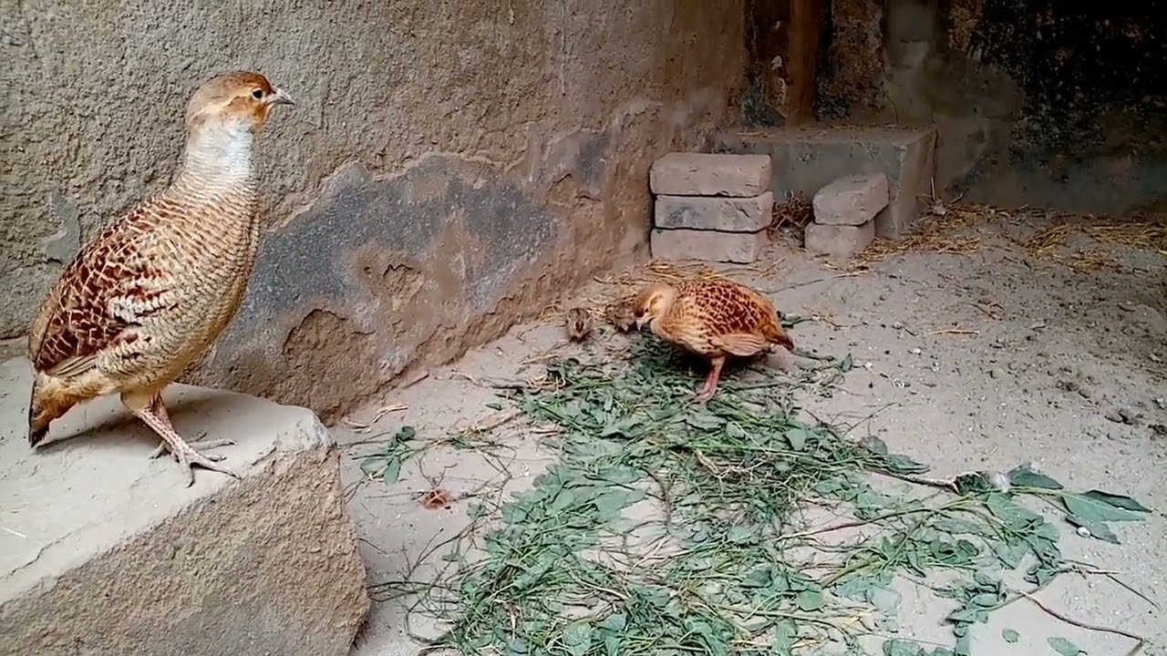 irani tetar Garmion ka soft food tetar k bachon ke naram Giza, Titar ke khorak,