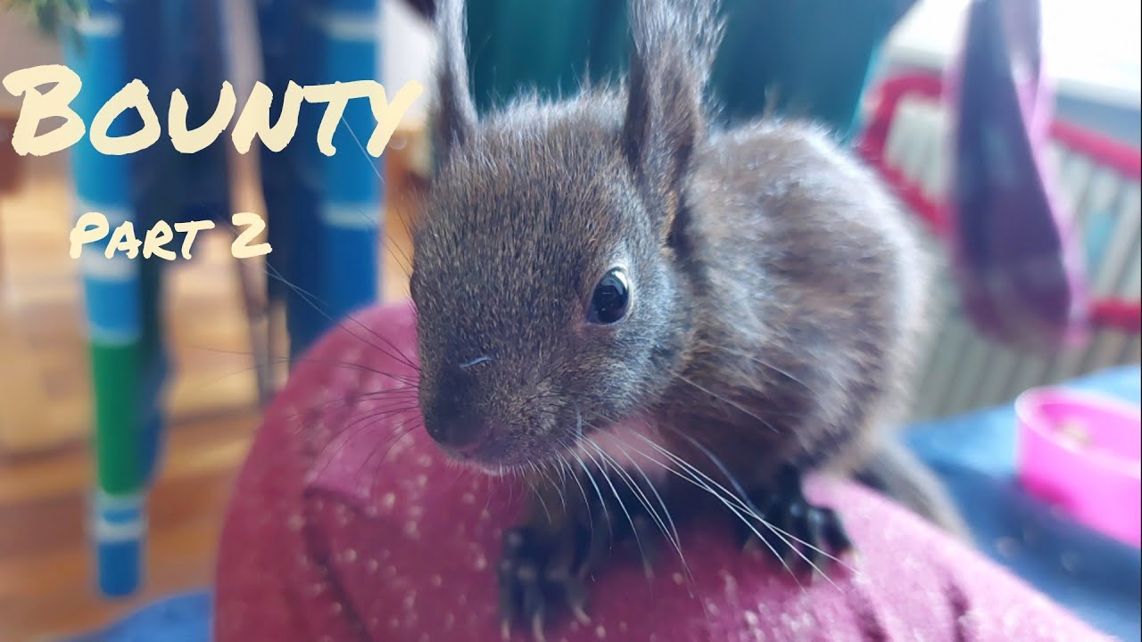 Bounty das Baby Eichhörnchen (Part 2) | Baby Squirrel