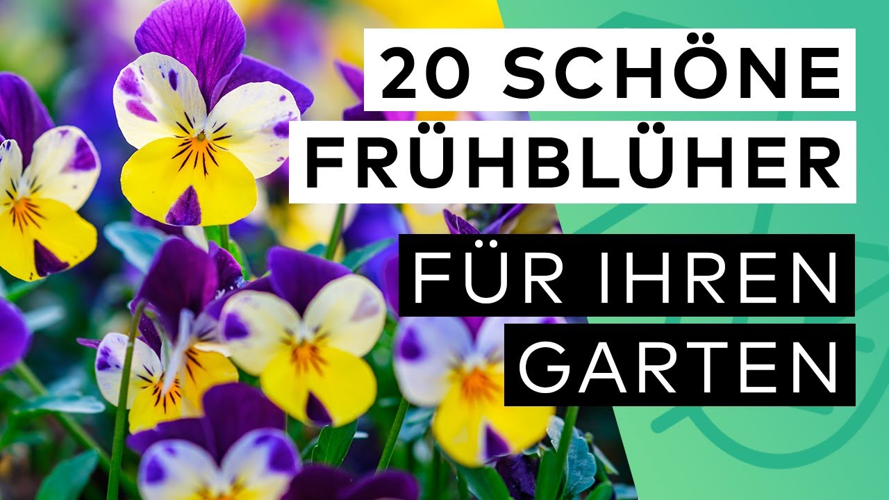 20 Frühblüher Pflanzen - So wird Ihr Garten schnell bunt
