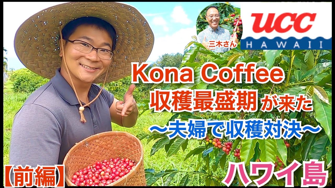 【ハワイ　UCC直営農園】コナコーヒーが収穫最盛期！美味い理由は収穫にあった⁈～～夫婦ガチンコ収穫バトル～～(前編)