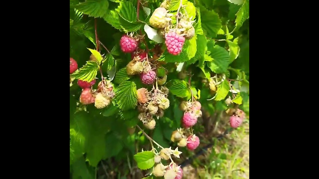 Результат заплетания малины.