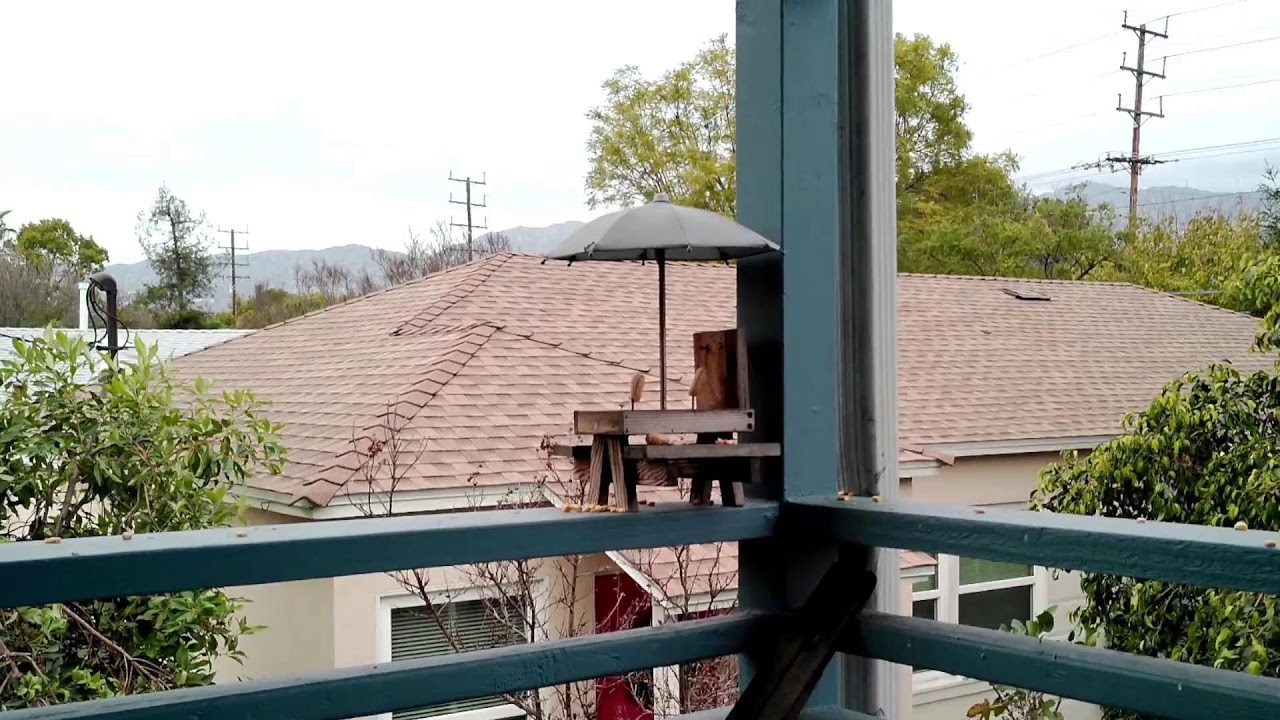 Squirrel Feeder LIVE | Dog TV | Wildlife Stream | ASMR for Dogs | 1080p