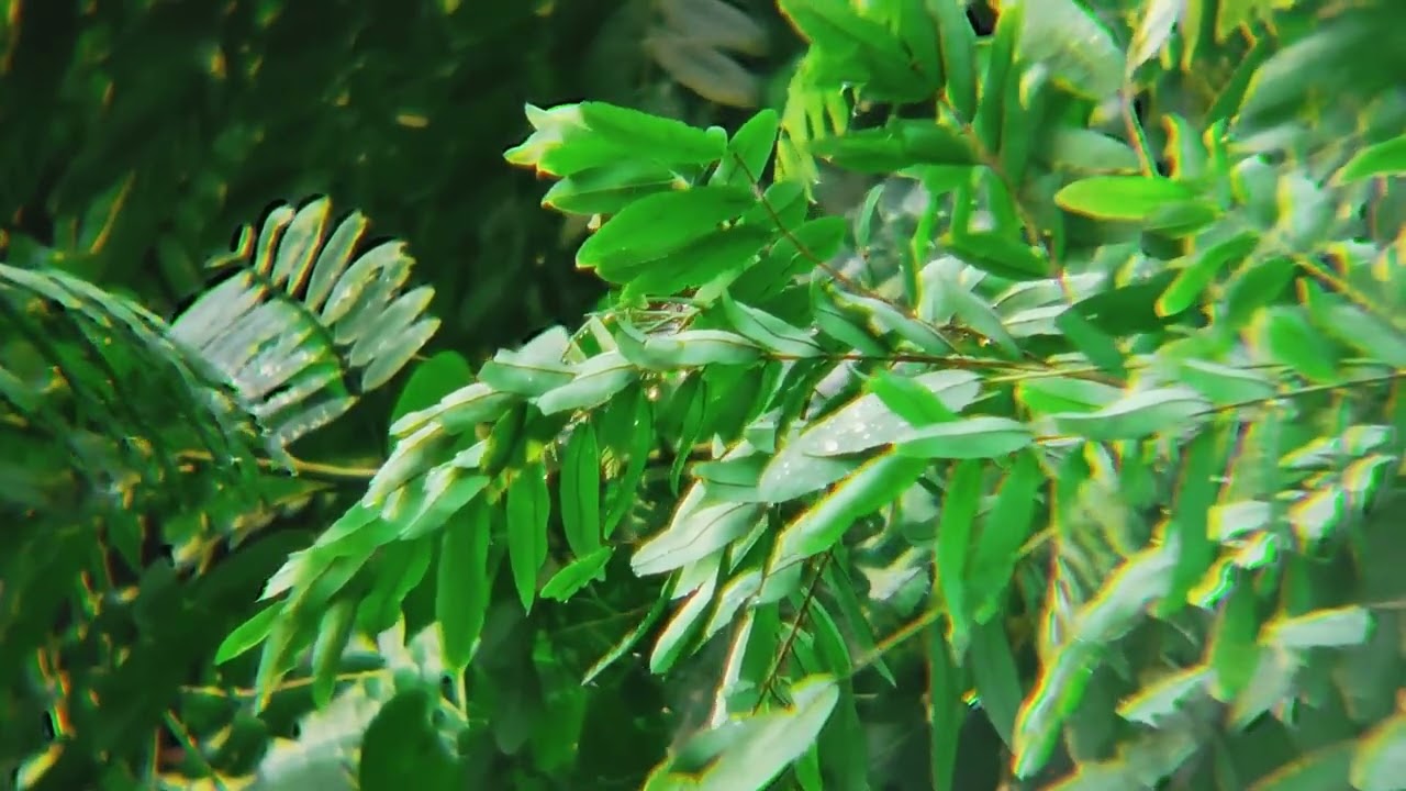 Deep Sleep Forest Bird Sounds ASMR Real Jungle Recording