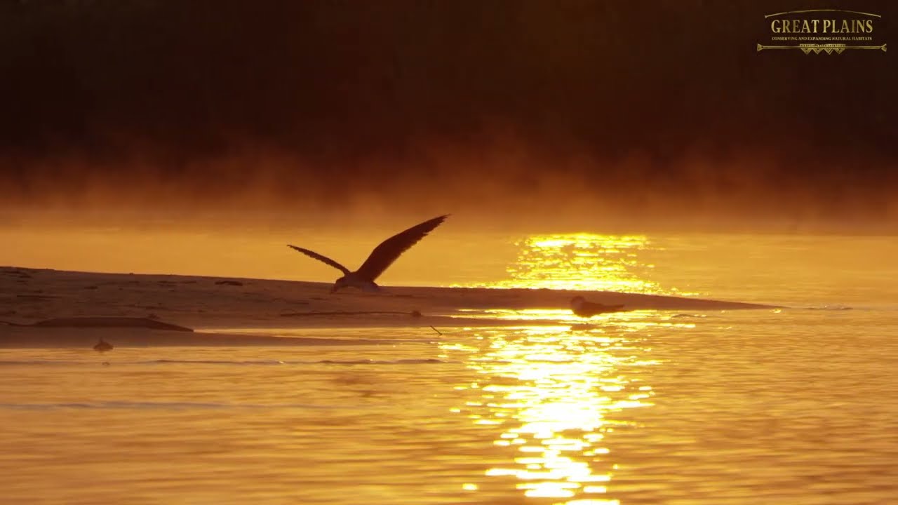 African Skimmer | Great Plains Conservation #shorts