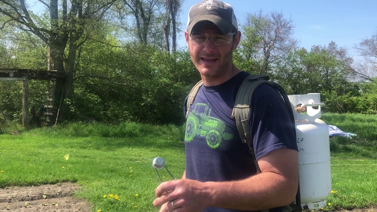 Using a flame weeder on carrots