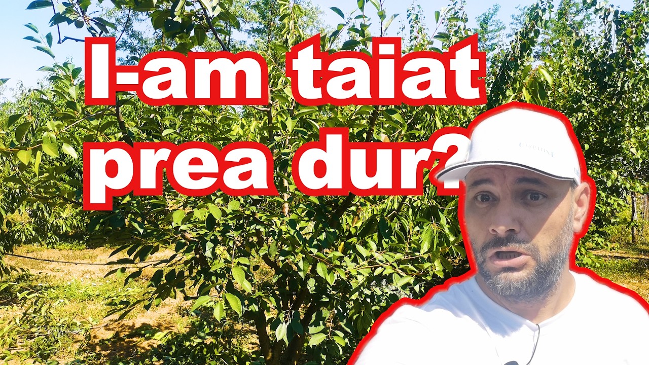 Cum și Când Să Tai Corect Cireșii și Vișinii