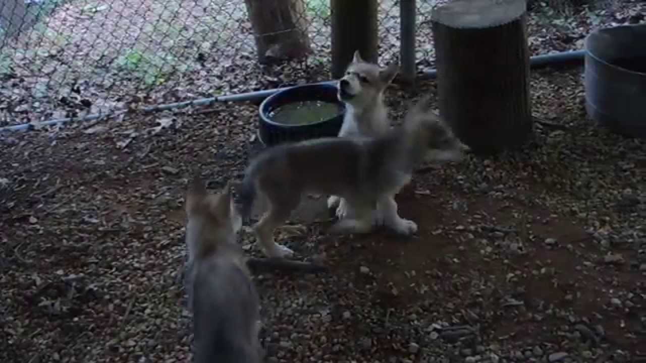 Wolf puppies join in howling with the Pack