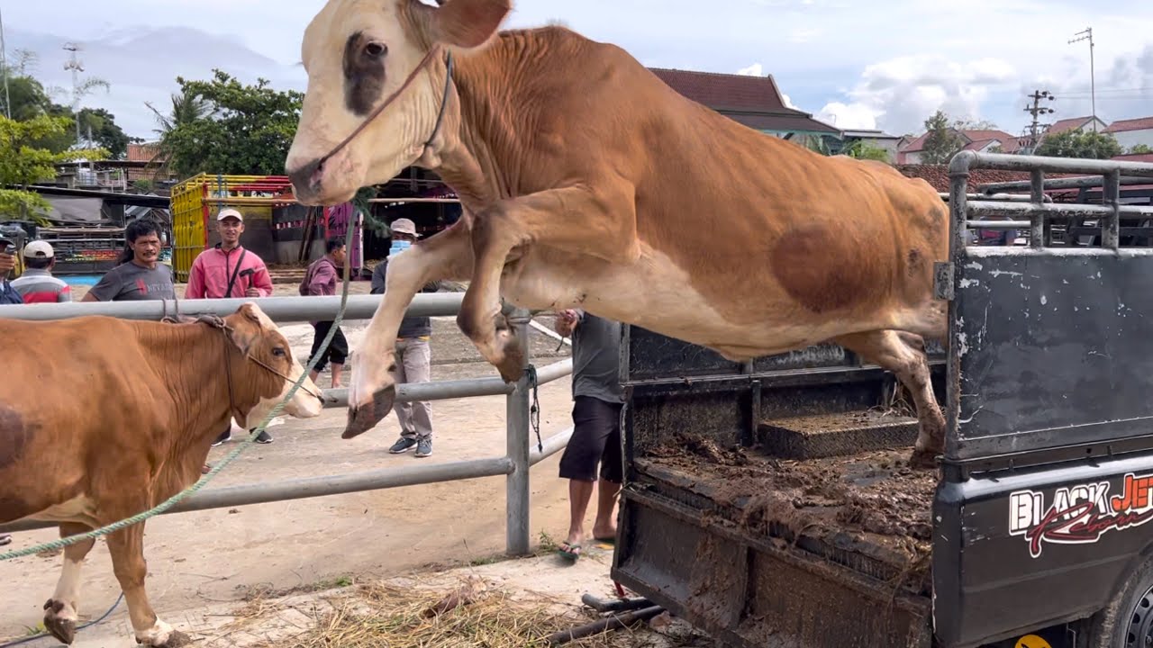 KUMPULAN SAPI LUCU POLAH NYA BIKIN KEMEKEL‼️🔥🔥🔥