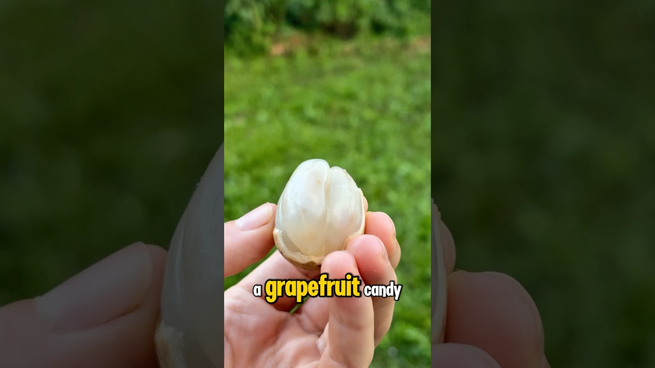 Langsat Fruit Tastes Like Grapefruit Gummy Candy! 🍬🍊