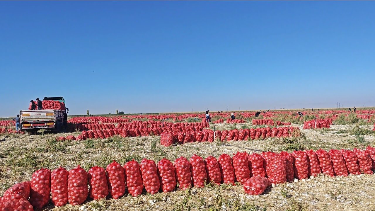 soğan hasadı yapiyoruz