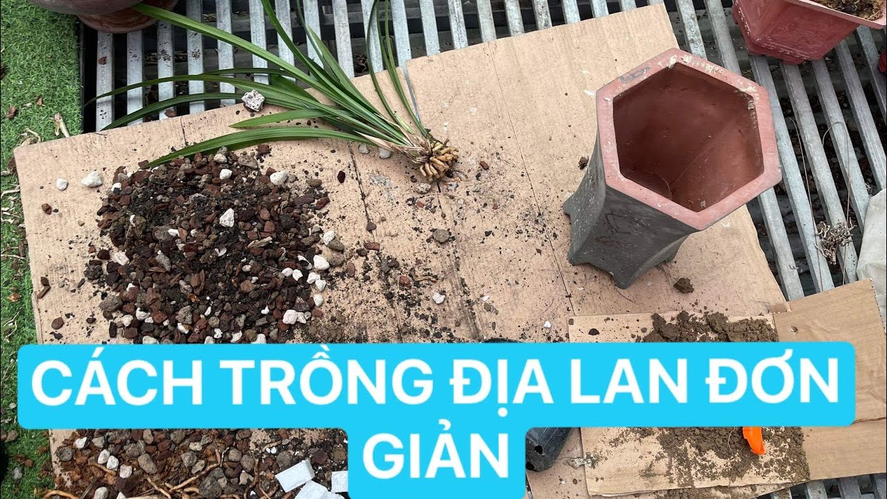 CHIA SẺ CÁCH TRỒNG ĐỊA LAN, HOA NỞ TẾT