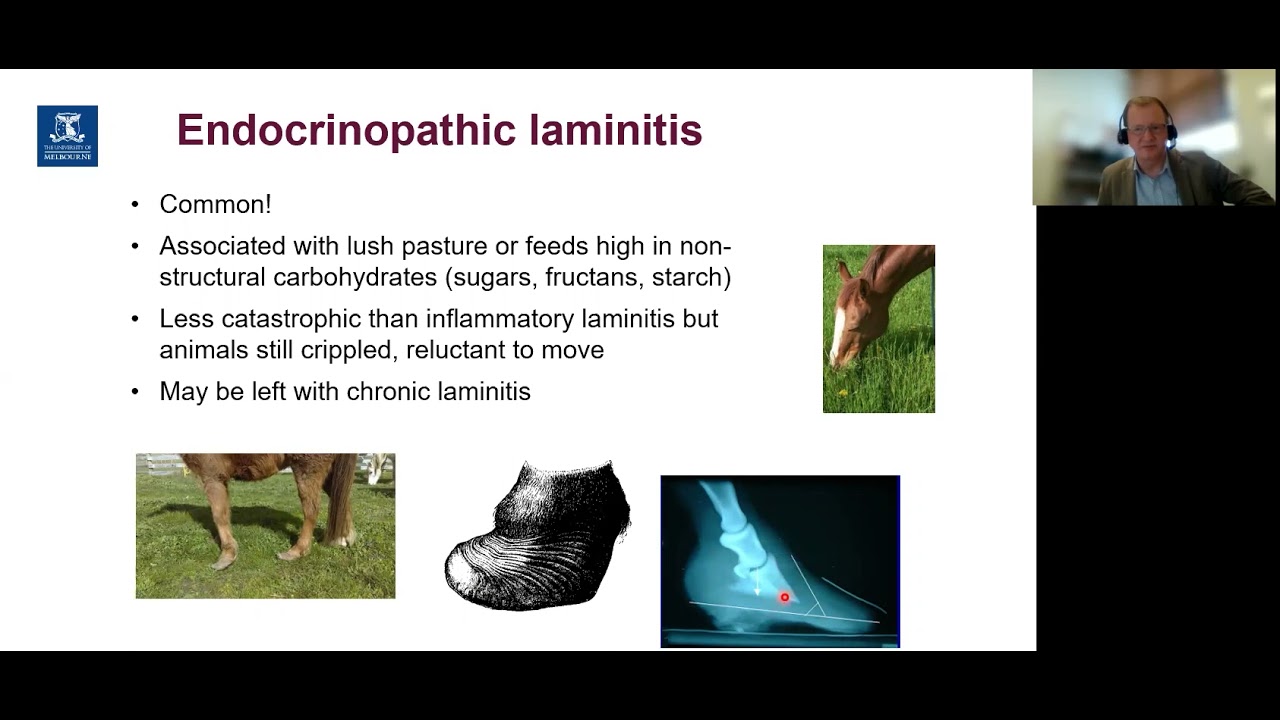 The link between insulin dysregulation, obesity and laminitis in horses