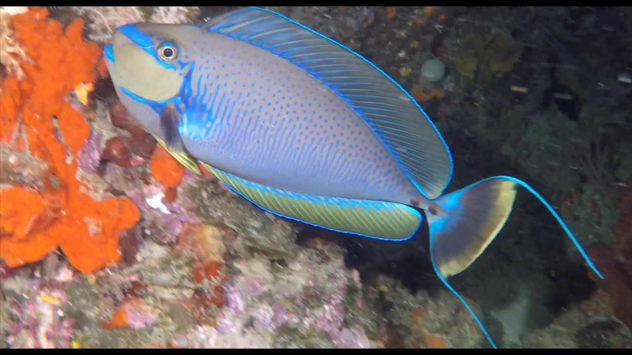 Amazing Indonesian Scuba Diving from North Sulawesi and Raja Ampat, West Papua