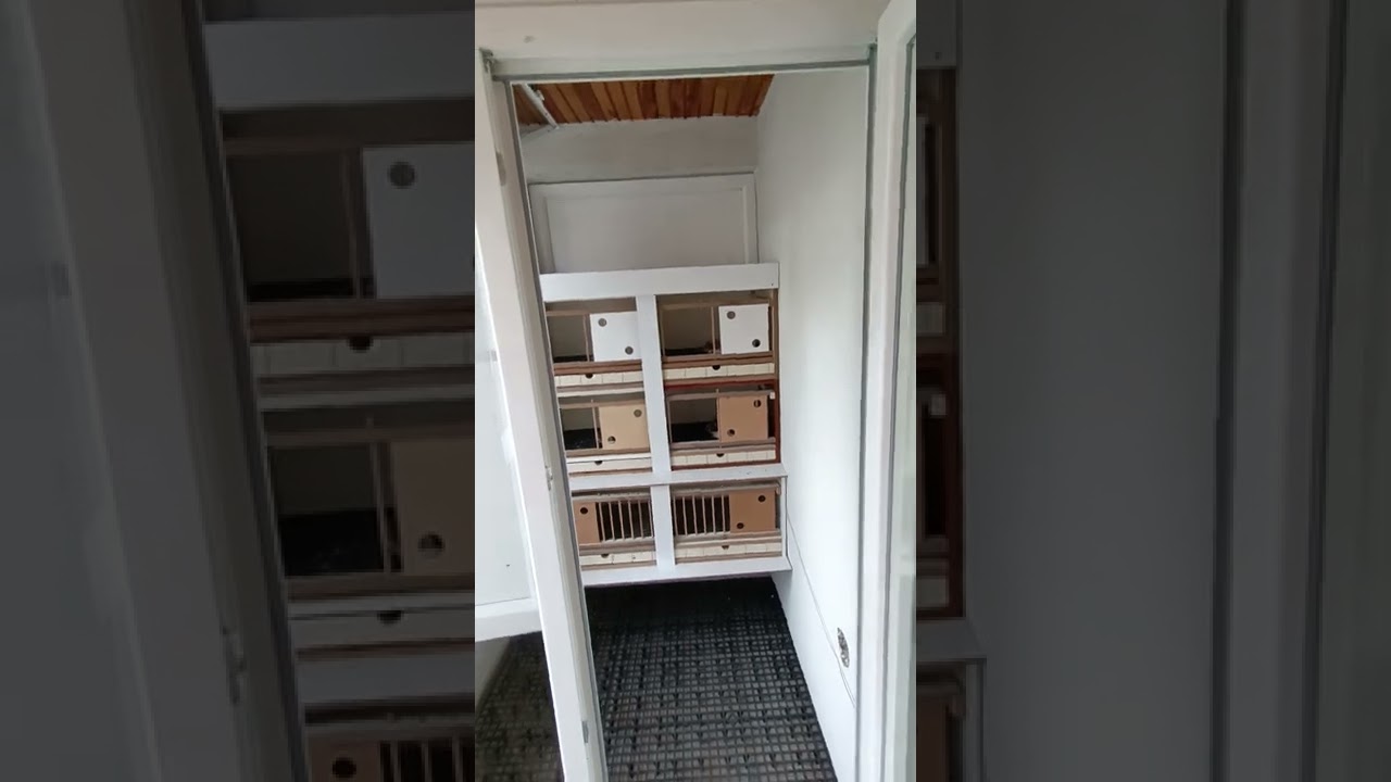 balkon güvercin kümesi