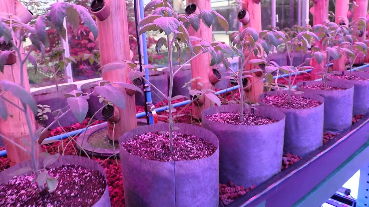 Dachnik Domes and Aquaponics system at Progressive Plants