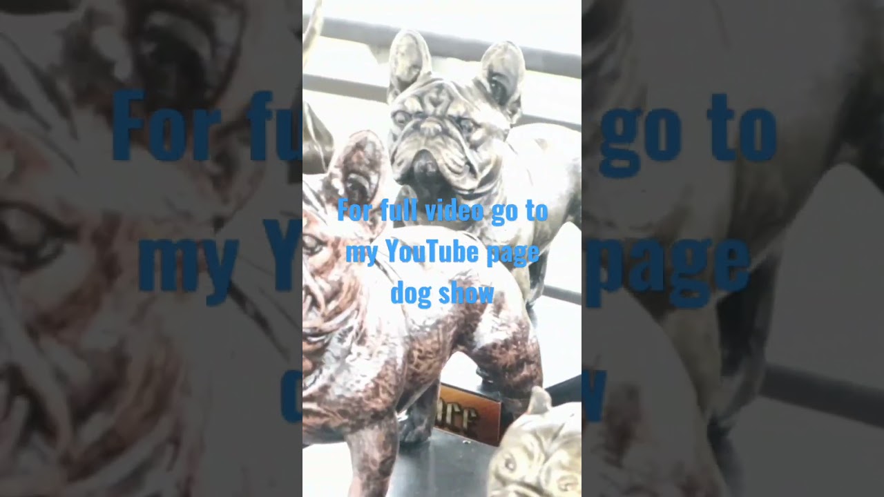 #ccbc #2023 #2024 #americanbully #dogshows #abr #abkc #usbr #ukc