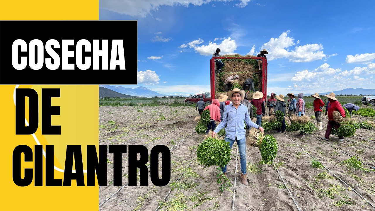 CORTE DE CILANTRO Horas bajo el sol para cosechar con la mejor calidad | Las manos del agricultor