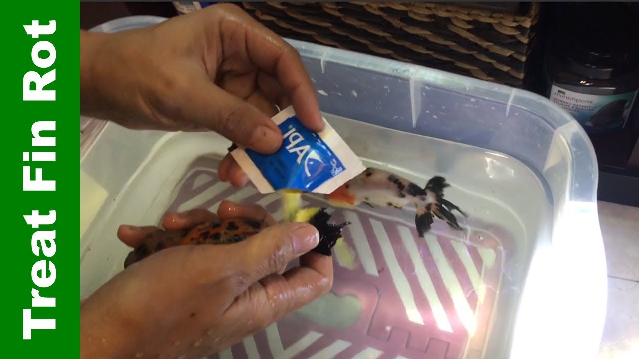 How to Treat Fin & Tail Rot with API FURAN-2 & Result 👉