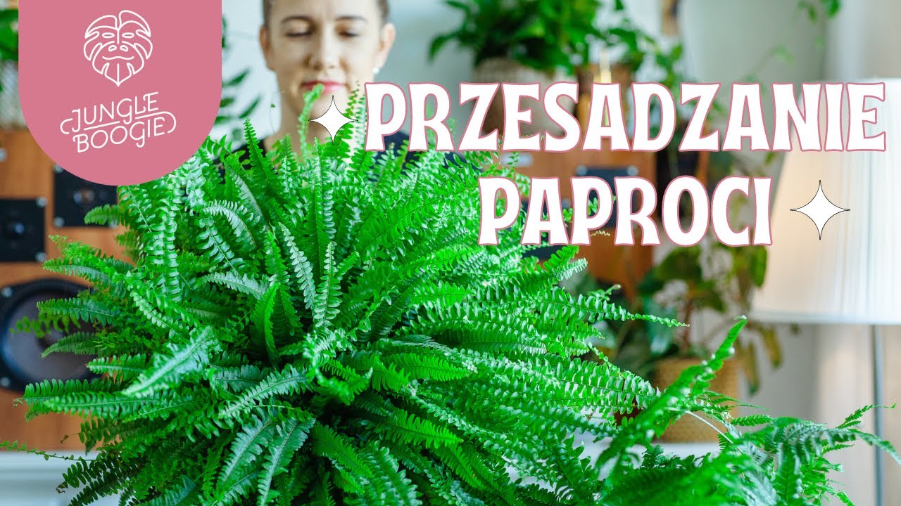 JAK I KIEDY PRZESADZAĆ PAPROTKI? wspólne przesadzanie paproci - narecznica i nefrolepis🪴