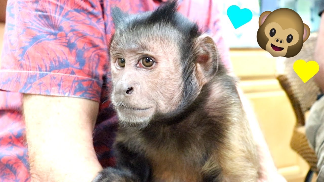 First Time EVER Holding a Monkey (Jack Hartmann)