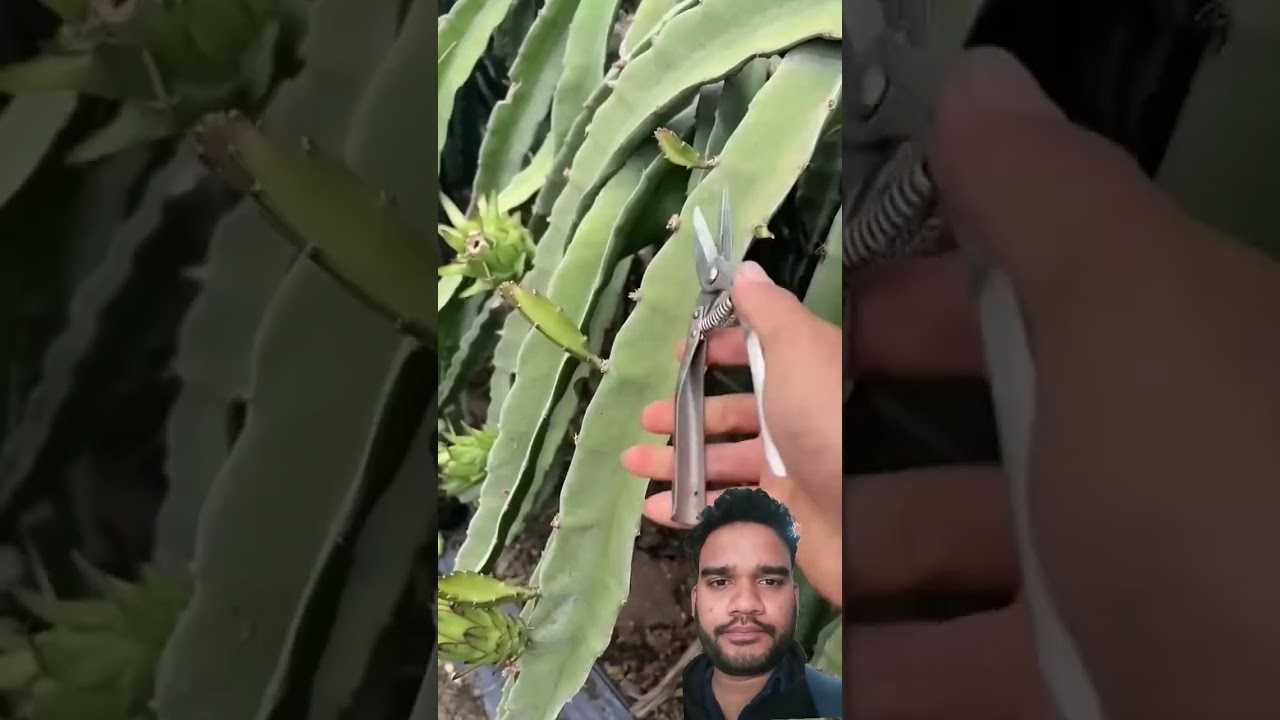 Dragon Fruit Pruning 