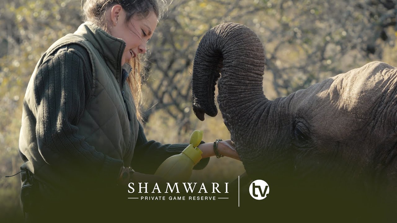 Wildlife Rehabilitation Centre: Update on the orphaned Elephants, Meerkats and Spiky New Arrival