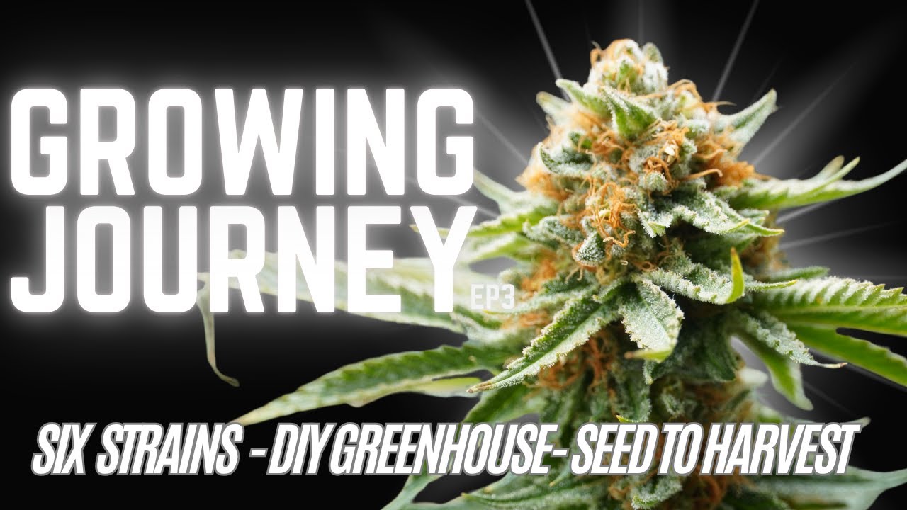 Screws to Harvest - DIY Greenhouse Build  - 6 Cannabis Strains - Growing Journey (Ep 3)