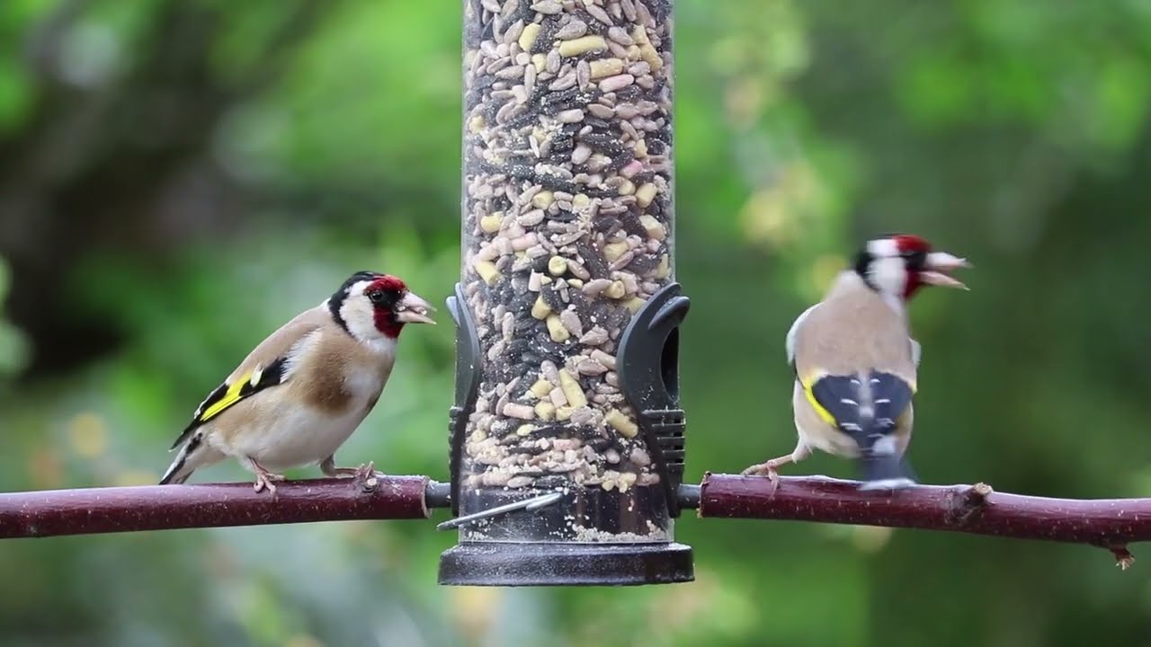 Goldfinches Eating #shorts #birds #birdsfeeder #birdsounds