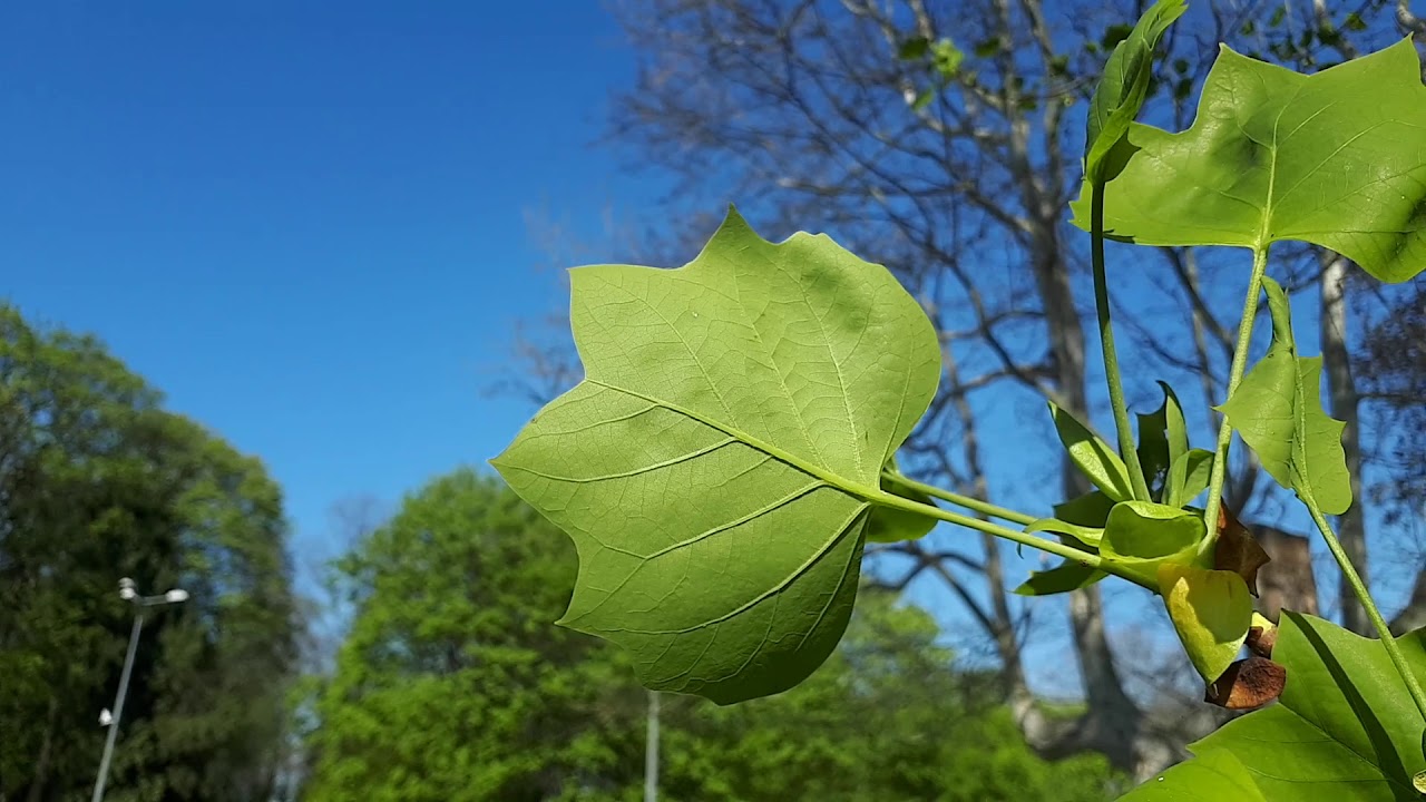 Tulipanowiec amerykański