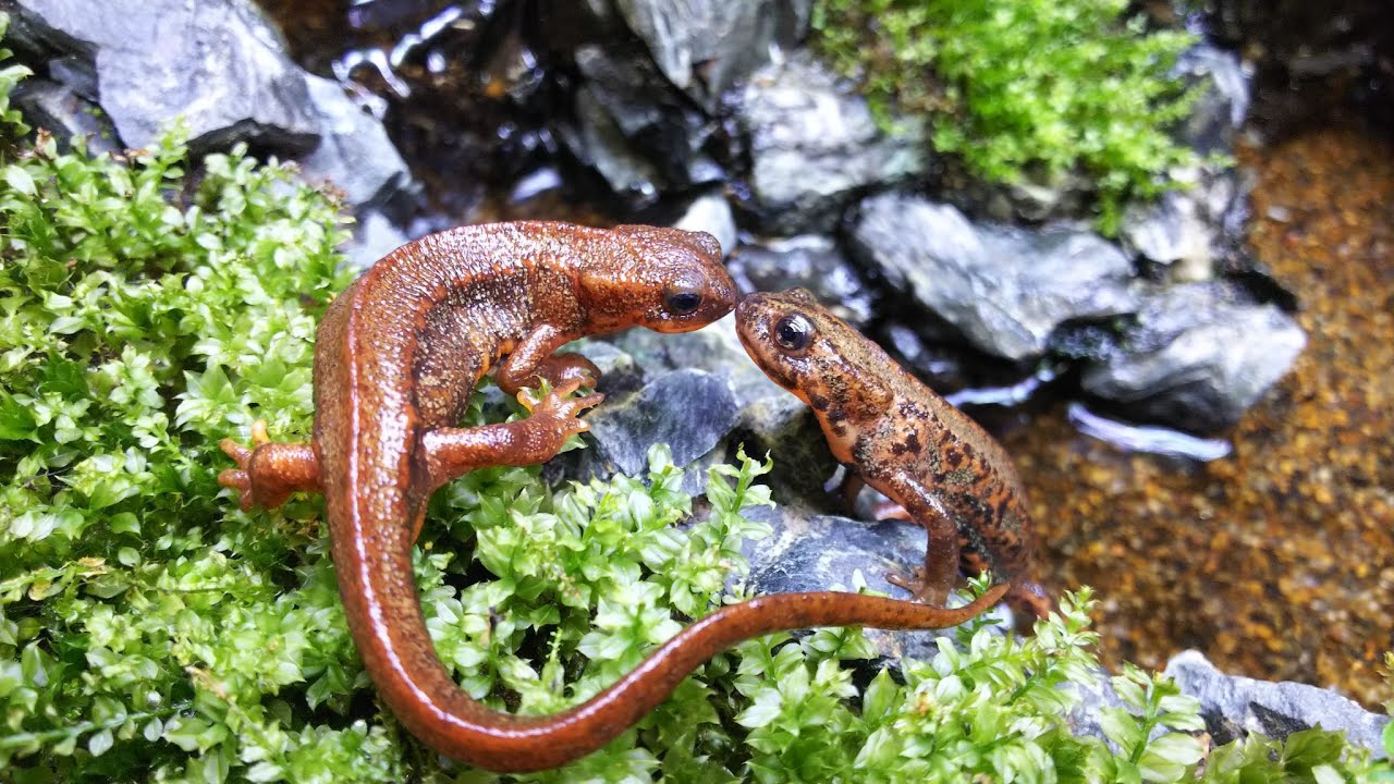 Re.イモリ飼育を始めるか悩んでいる方へ【イモリウム】/vivarium,paludarium,aquaterarium,Newt/JAPAN
