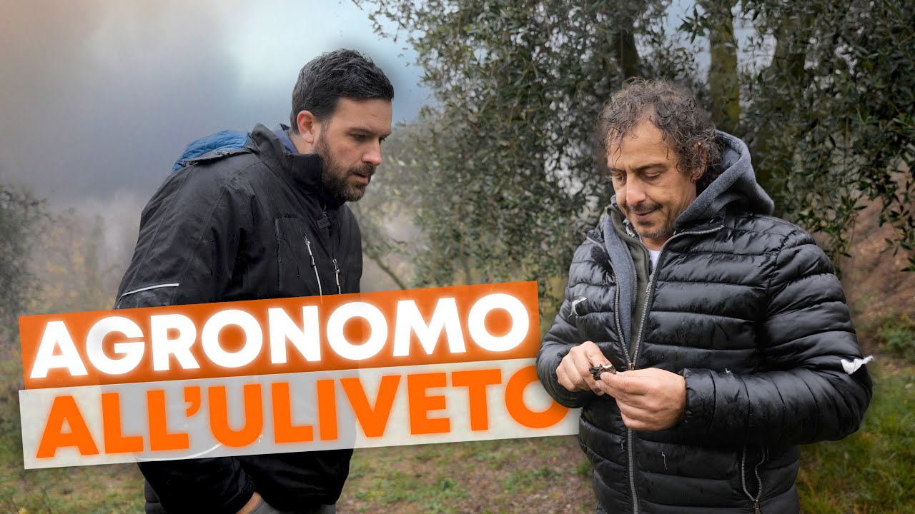 CONSULENZA dell'AGRONOMO all'uliveto🌿