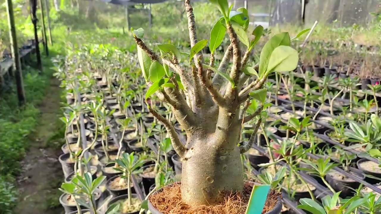 Conheça as Rosas do Deserto Arabicum Especiais