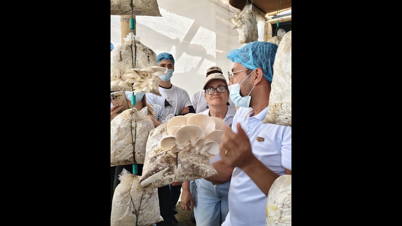 Emprende con el cultivo de setas Orellanas año 2026