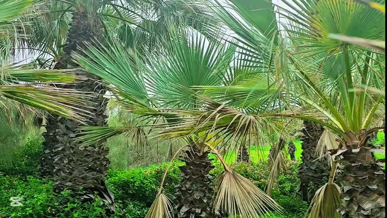 🌴 Viento entre palmeras🍃 Sonido natural relajante para dormir profundamente | 1 hora