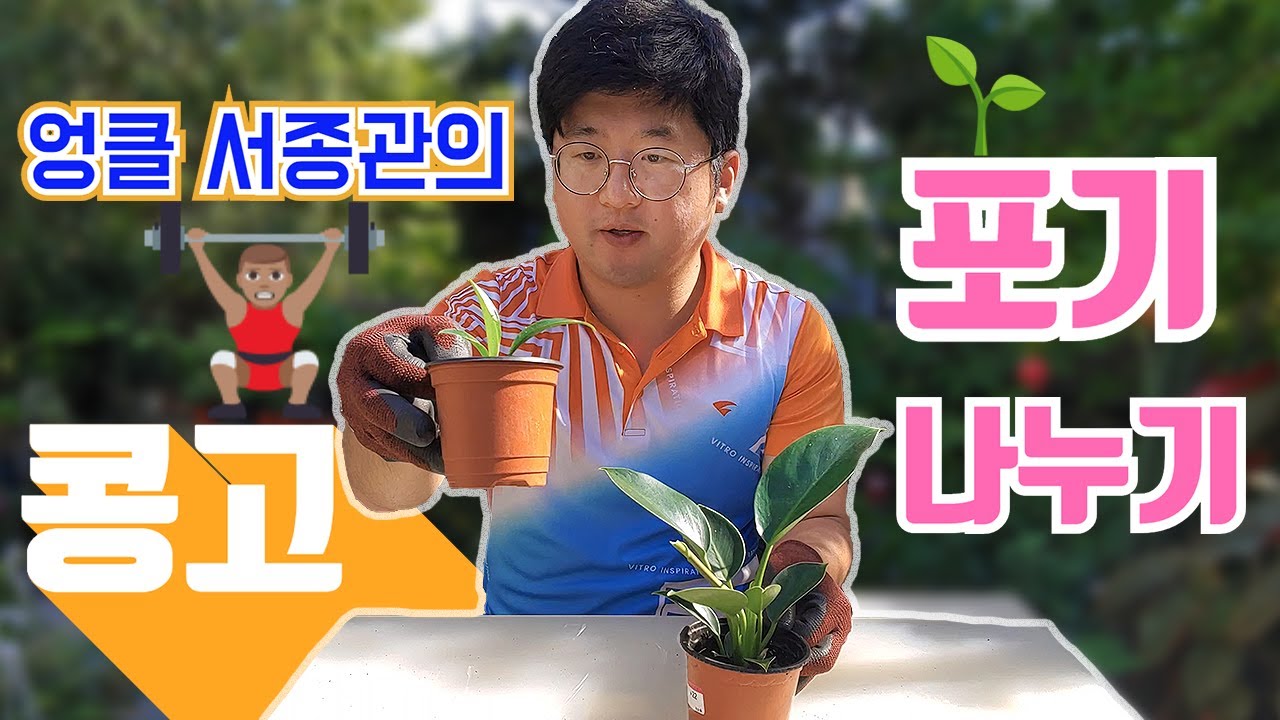 콩고 키우기 🌿 필로덴드론 콩고 번식 🌳 PHILODENDRON CONGO care