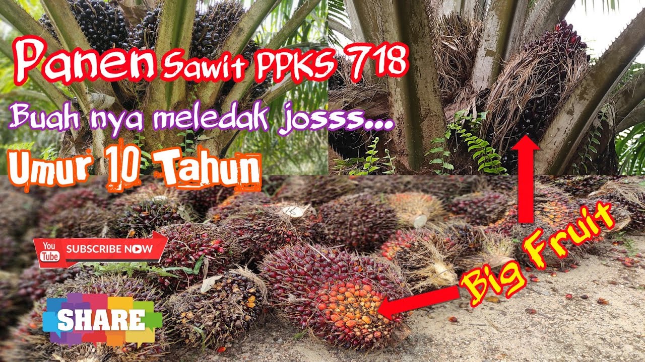 Bibit Kelapa Sawit PPKS 718 buah meledak