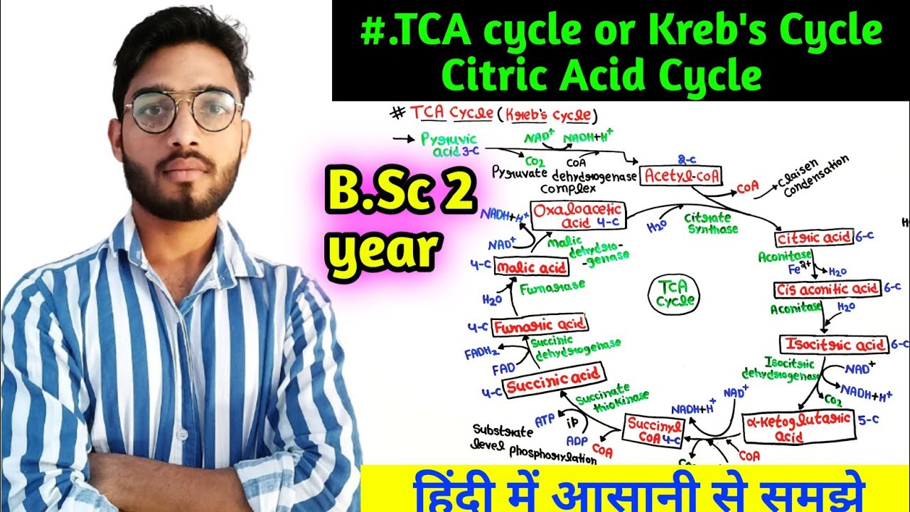TCA Cycle|| Kreb's Cycle|| Citric Acid Cycle|| B.Sc and M.Sc