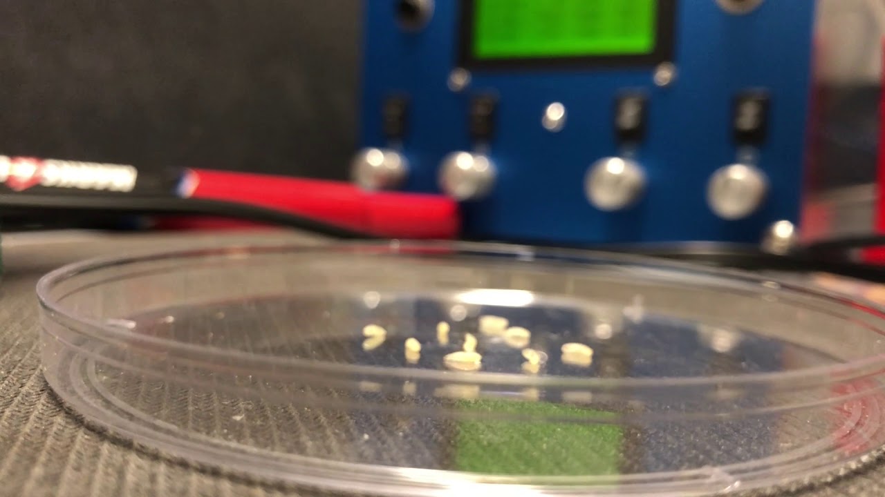 Chrimson Channelrhodopsin Positive Control Experiment