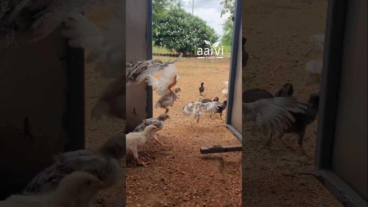 నాటు కోడి పిల్లలు Natukodi Chicks, Country Chicken Farming देसी मुर्गी #hyderabad #telangana #telugu