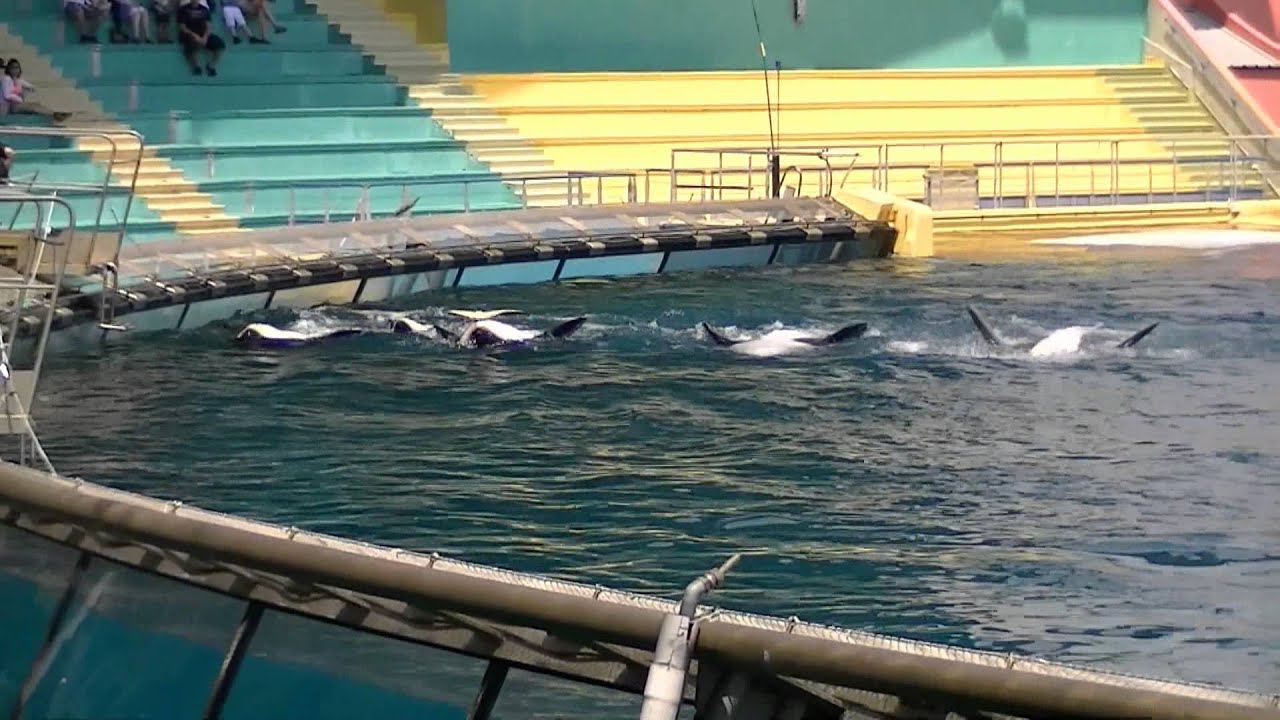 Marineland 2012 orques