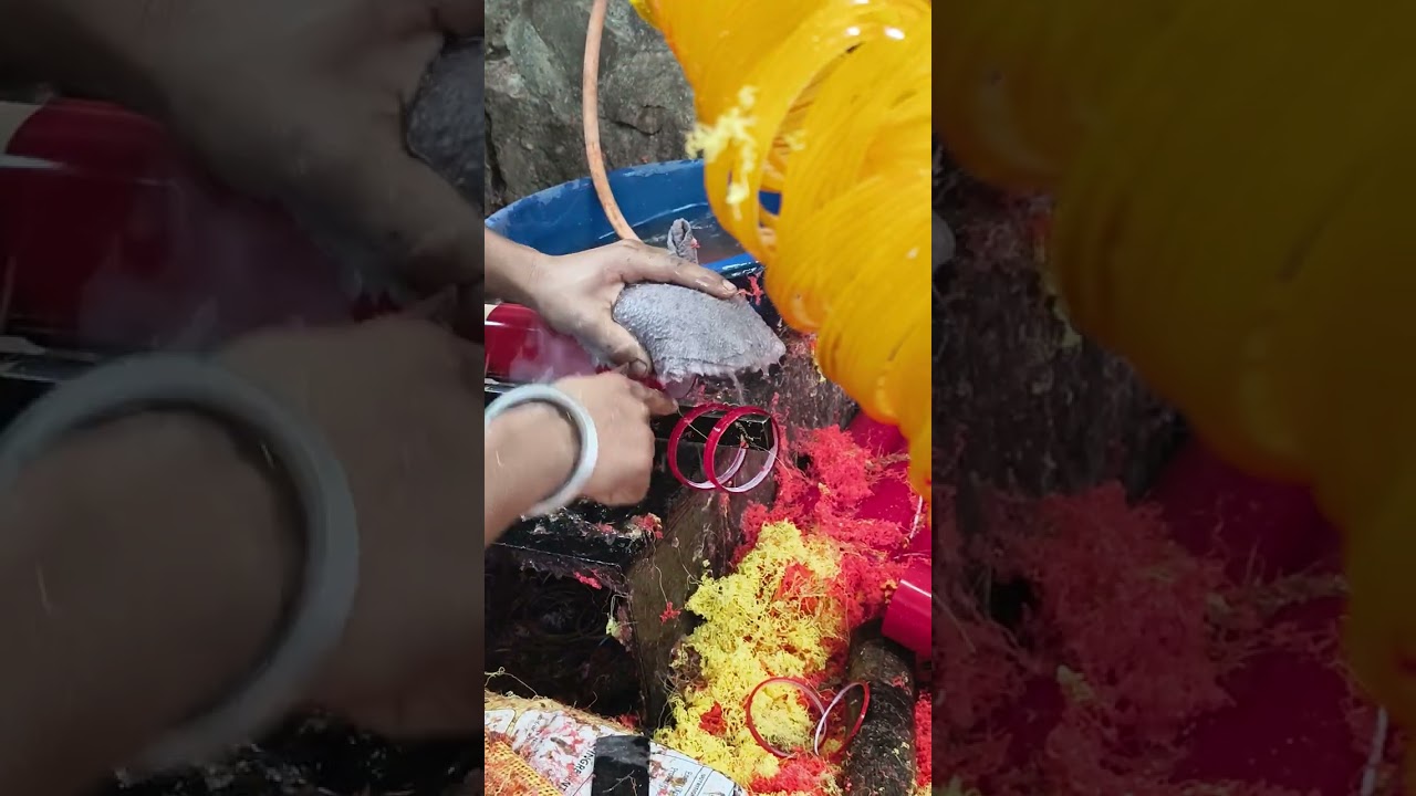 Cutting ho rahe chudi ka